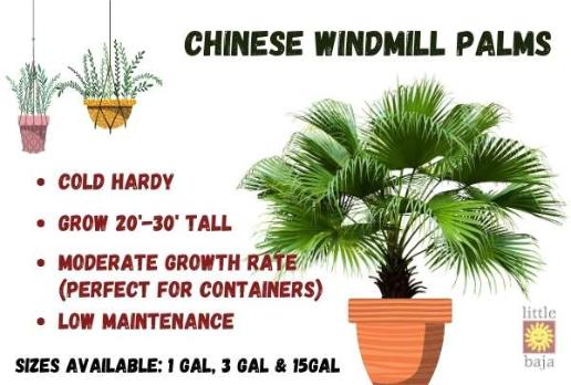 Cold Hardy Palm Trees at the best prices